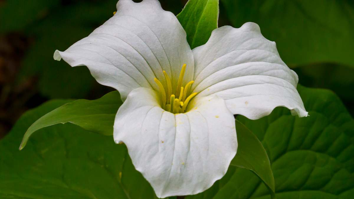 Large-flowered trillium by David Whited  Image: Large-flowered trillium