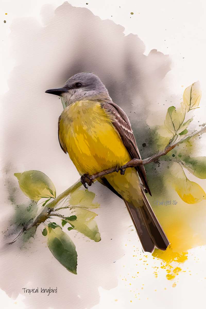 Tropical kingbird by David Whited  Image: Tropical kingbird