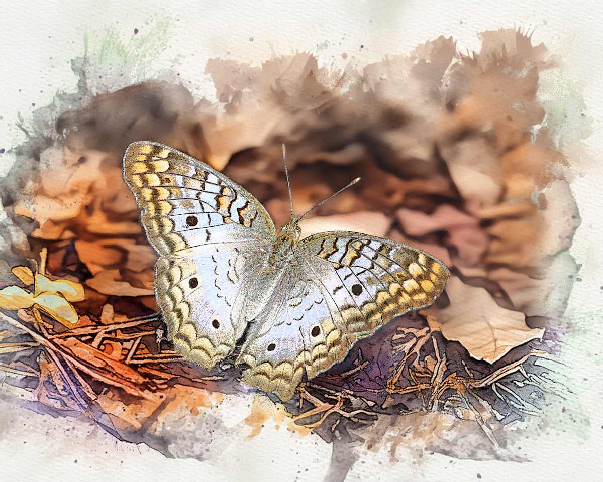 White Peacock Butterfly by David Whited, Image 1.