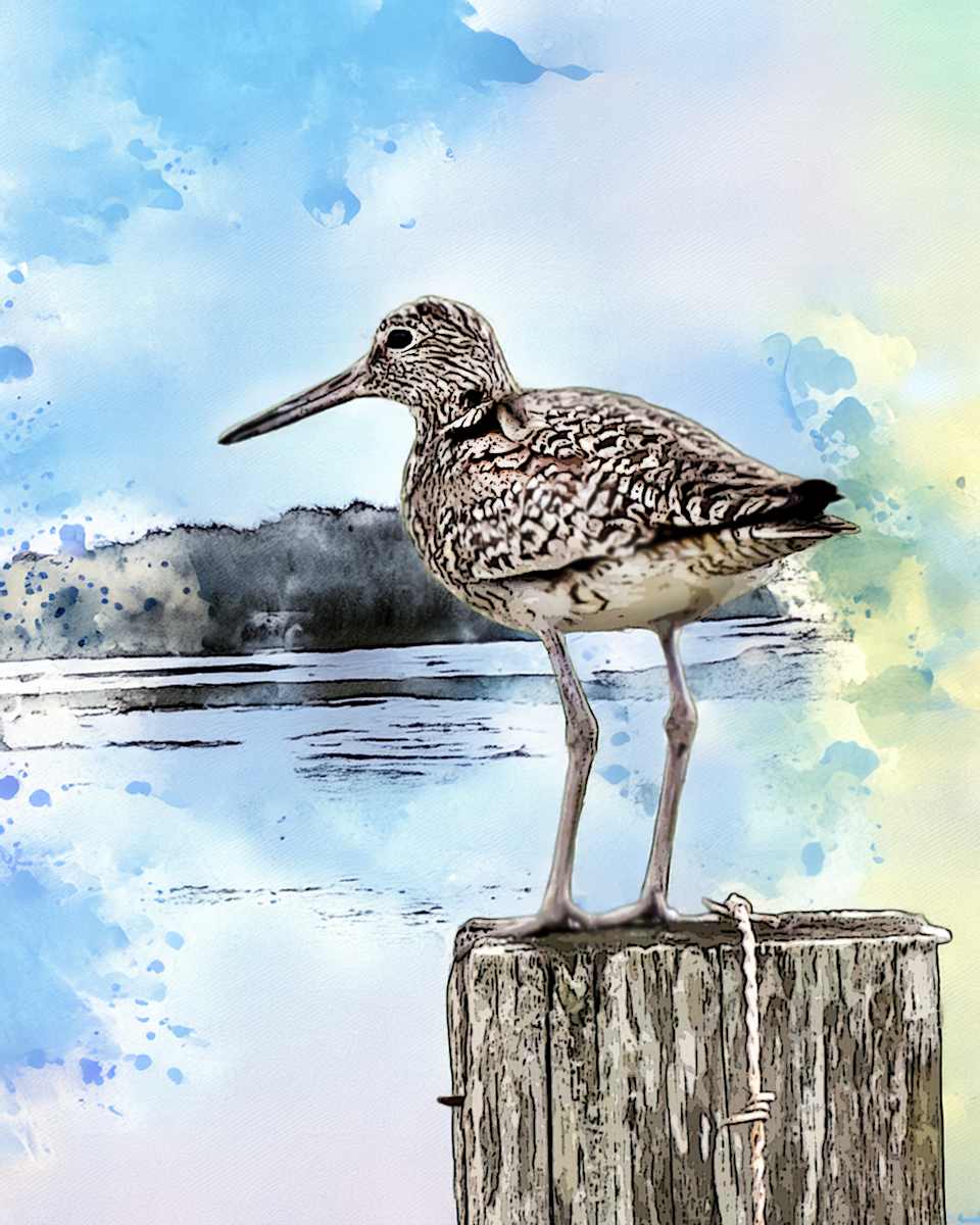 Willet by David Whited, Image 1.