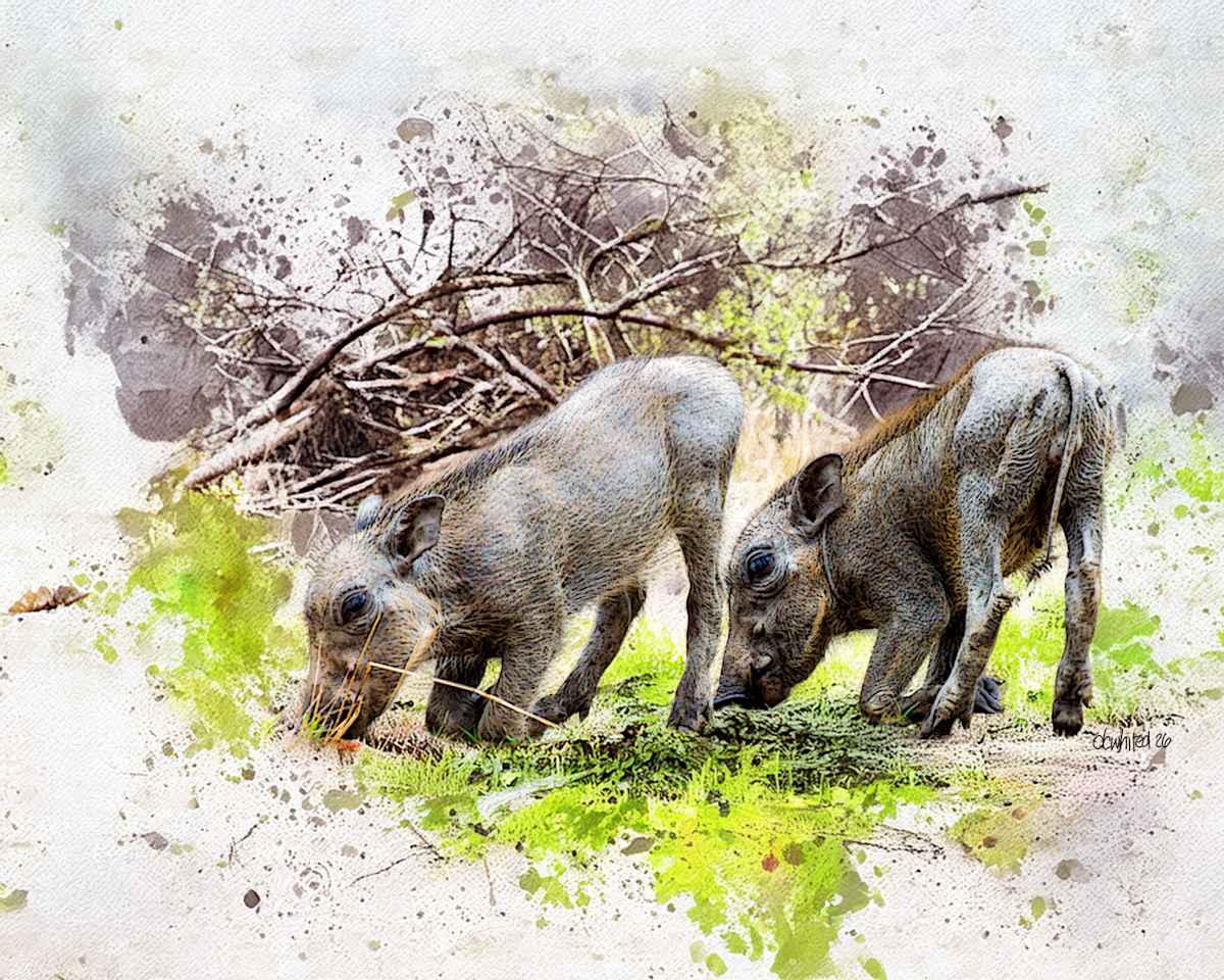 Pair of Young Warthogs by David Whited, Image 1.