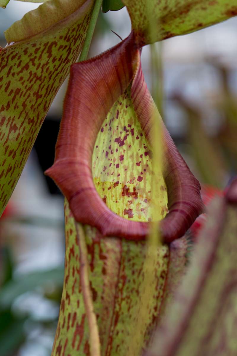Tropical pitcher plant by David Whited, Image 1.