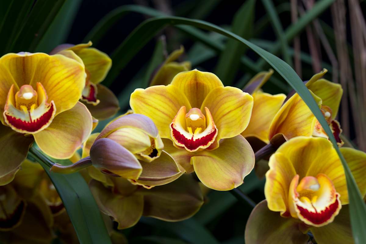 Yellow Cymbidium orchids by David Whited  Image: Yellow Cymbidium orchids