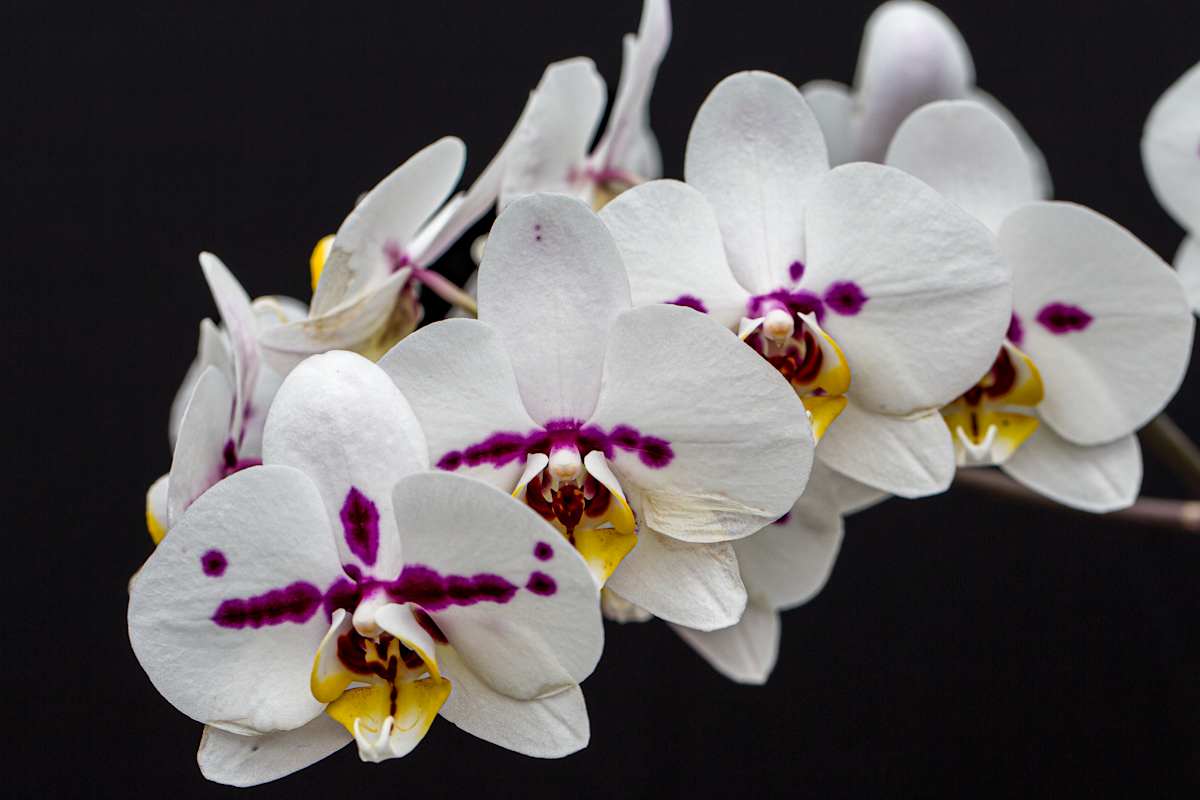 White Phalaenopsis orchids by David Whited  Image: White Phalaenopsis orchids