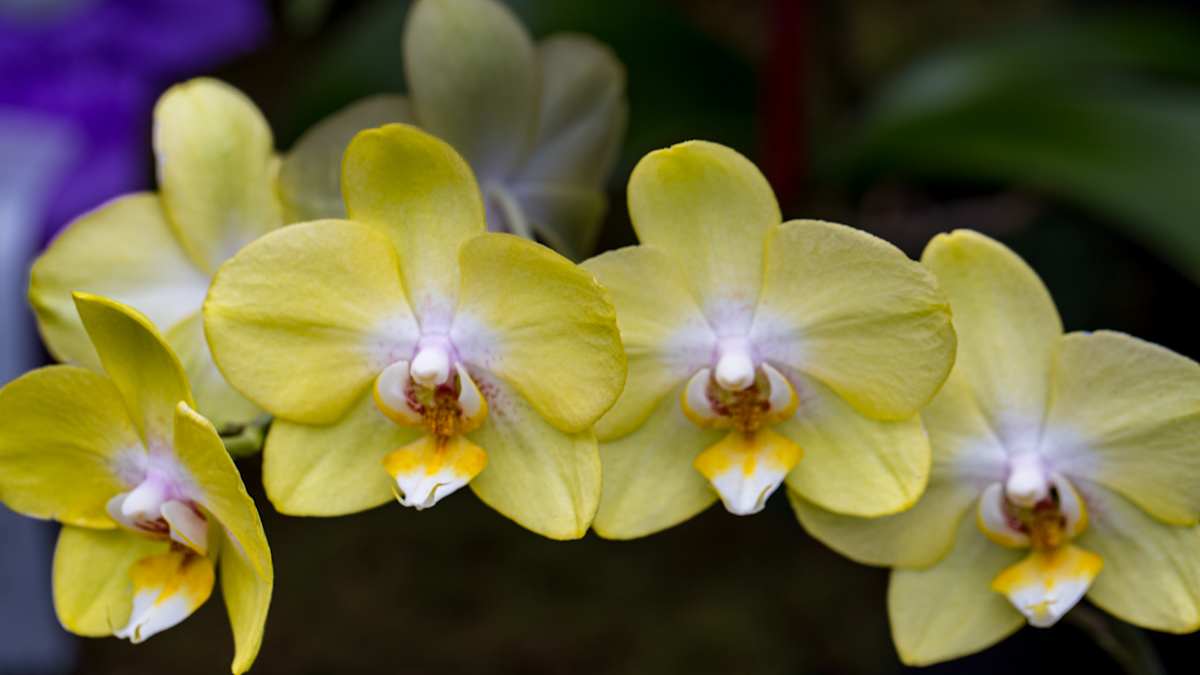 Yellow Phalaenopsis orchid by David Whited, Image 1.