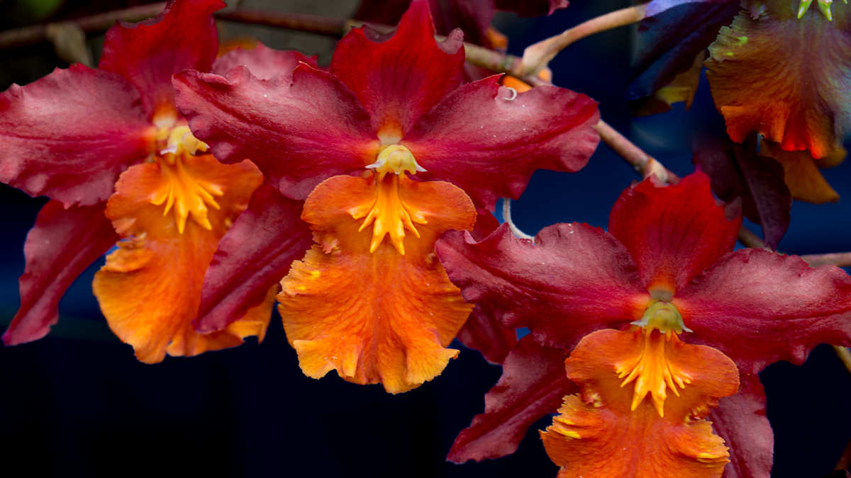 Oncostele Firecat 'Harmony' orchid by David Whited  Image: Oncostele Firecat 'Harmony' orchid