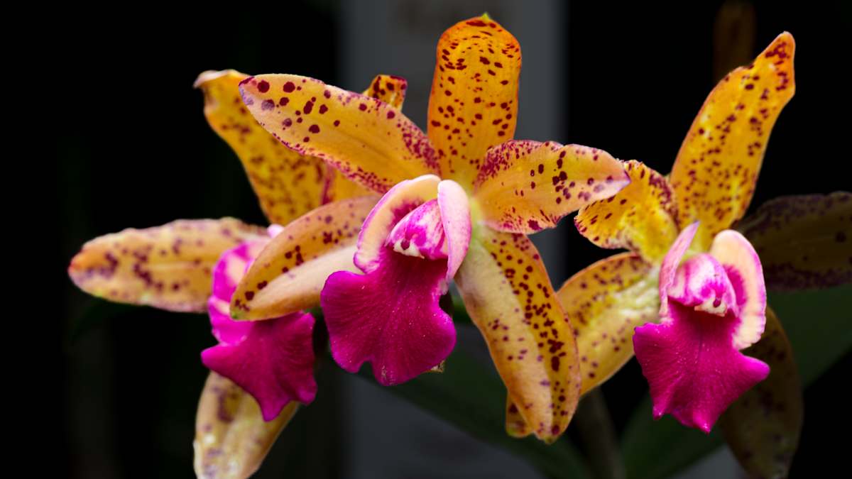 Cattleya Tropical Pointer 'Cheetah' orchid by David Whited  Image: Cattleya Tropical Pointer 'Cheetah' orchid