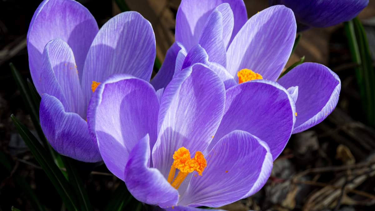 Purple crocus flowers by David Whited, Image 1.