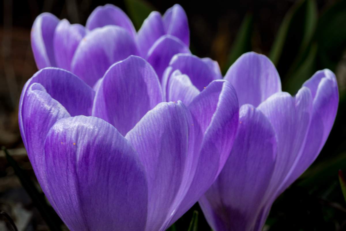 Purple crocus flowers by David Whited  Image: Purple crocus flowers