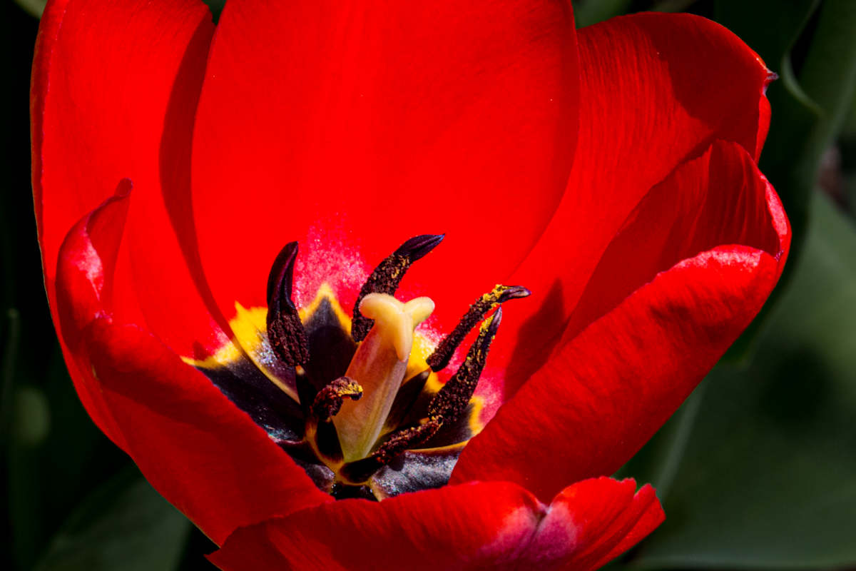 Red tulip by David Whited  Image: Red tulip