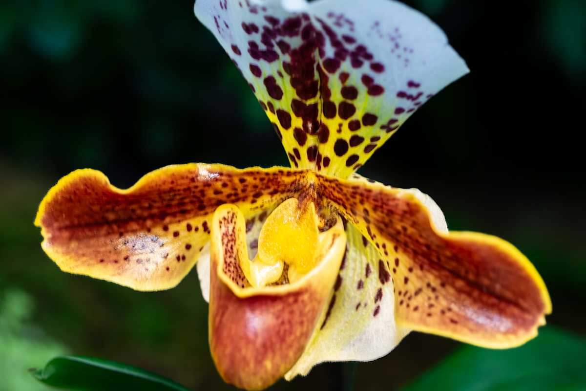 Venus Slipper Orchid by David Whited, Image 1.