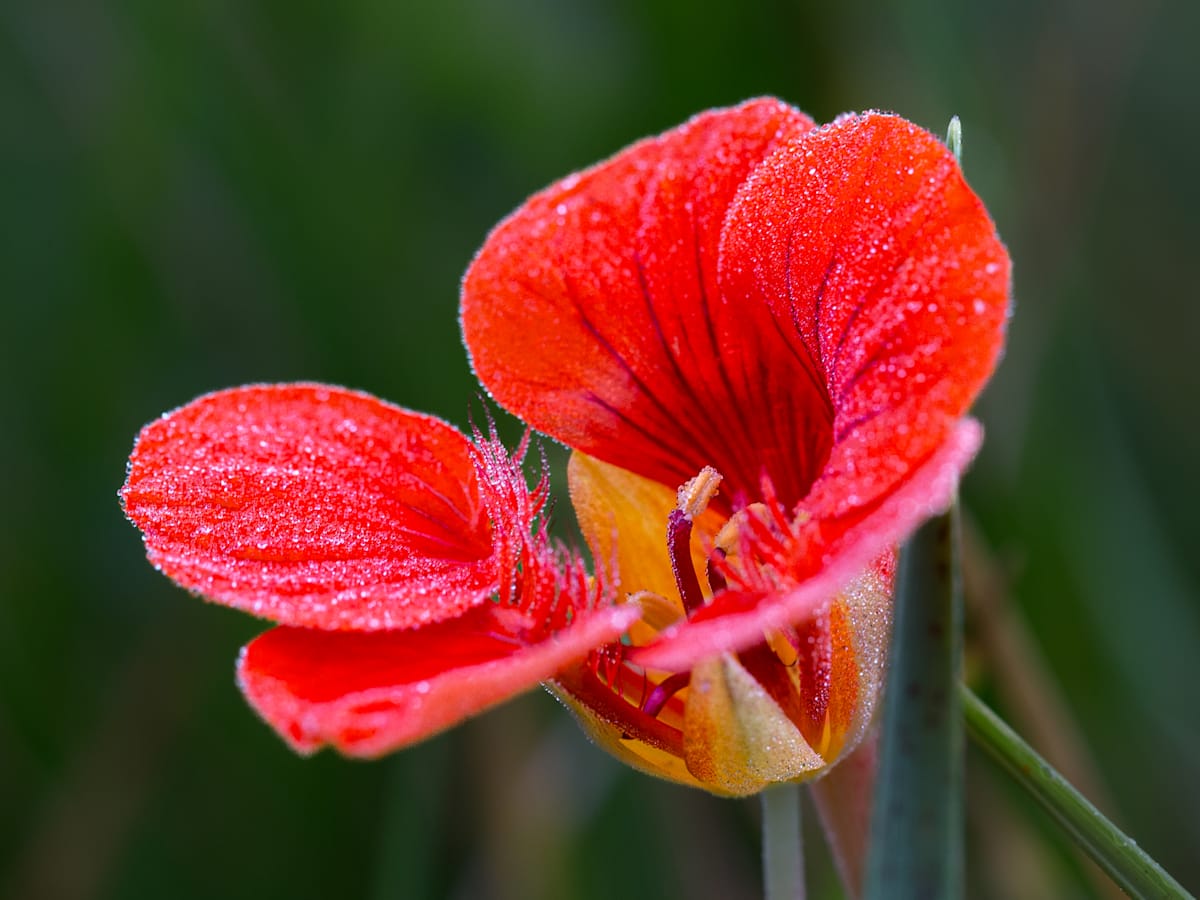 Nasturtium by David Whited  Image: Nasturtium