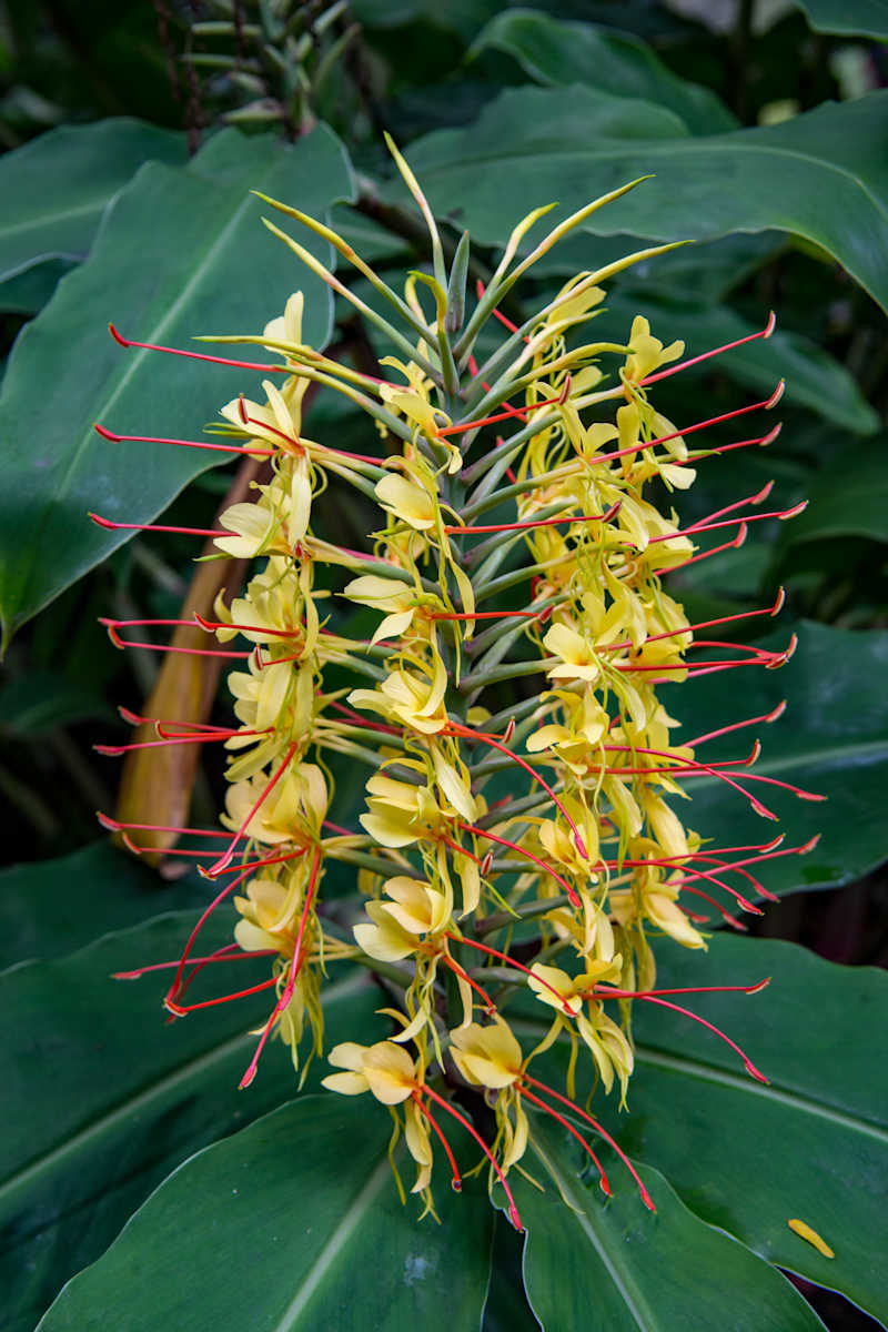 Kahili ginger flower by David Whited  Image: Kahili ginger flower