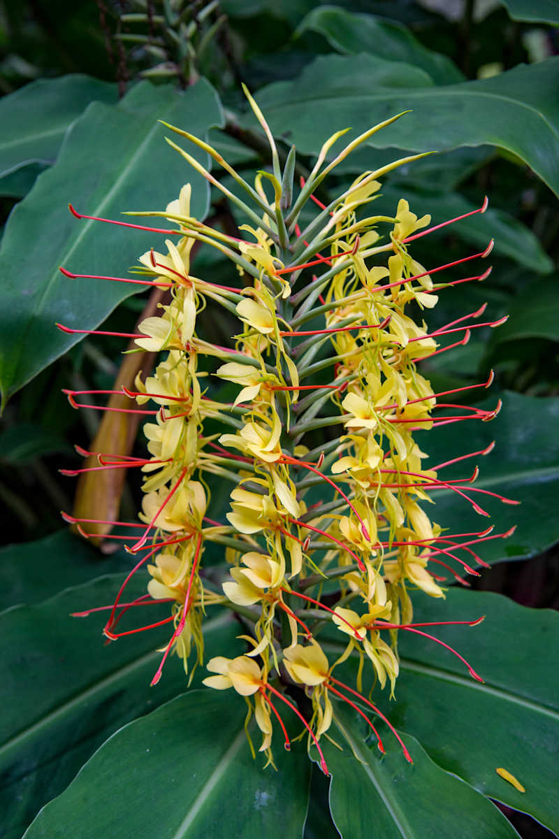 Kahili ginger flower by David Whited, Image 1.