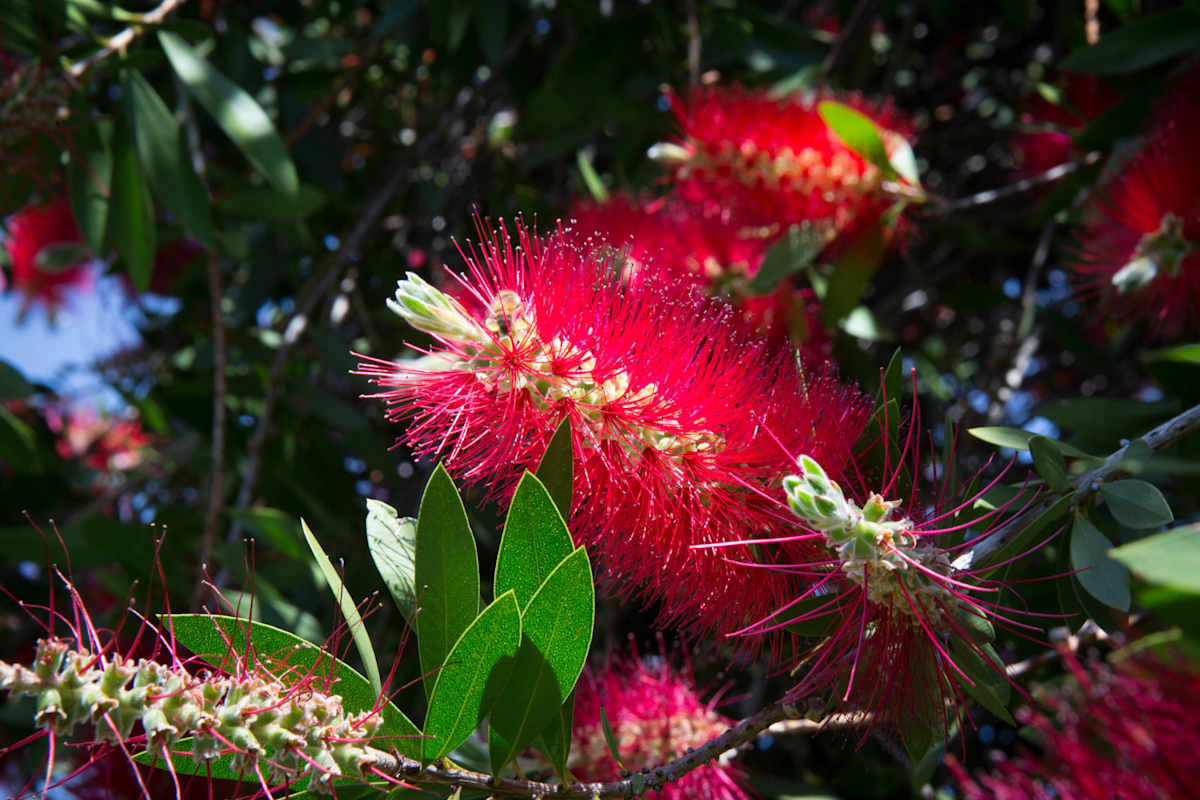 Crimson Bottlebrush by David Whited, Image 1.