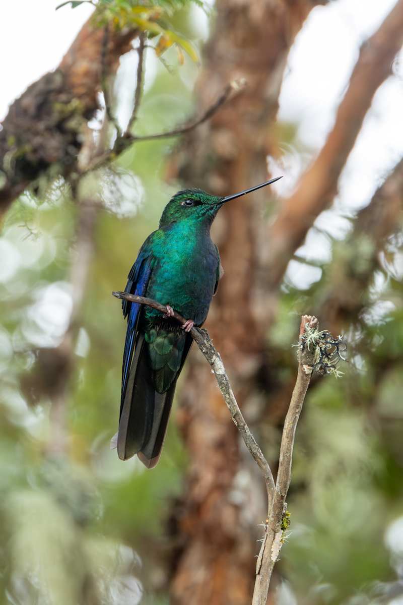 Great Sapphirewing by David Whited, Image 1.