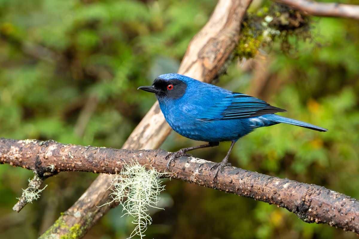 Masked Flowerpiercer by David Whited, Image 1.