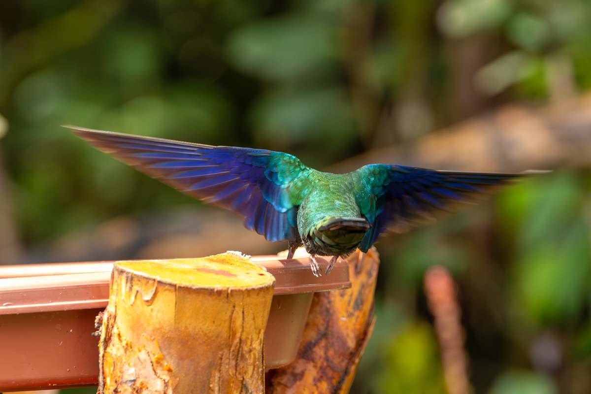 Sparkling Violetear (Colibri coruscans) by David Whited, Image 1.