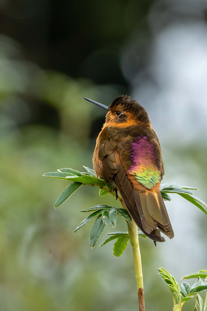 Shining Sunbeam (Aglaeactis cupripennis) by David Whited, Image 1.