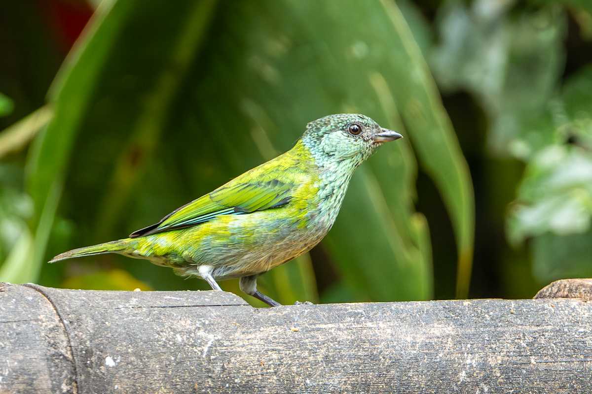 Black-capped tanager female by David Whited, Image 1.