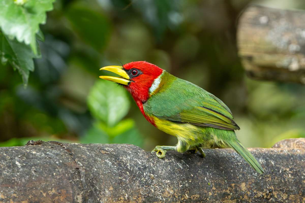 Red-headed Barbet (Eubucco bourcierii) by David Whited, Image 1.