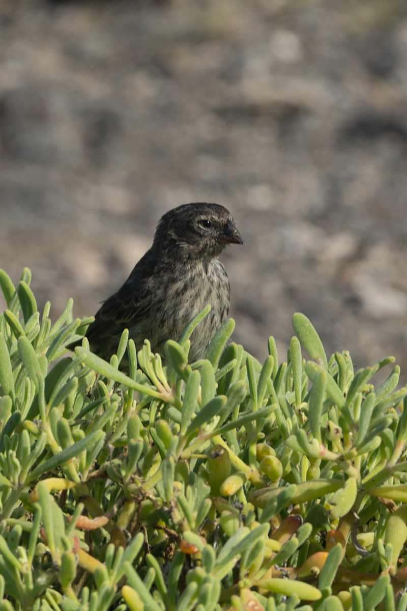 Genovesa Ground-Finch, Galapagos by David Whited, Image 1.