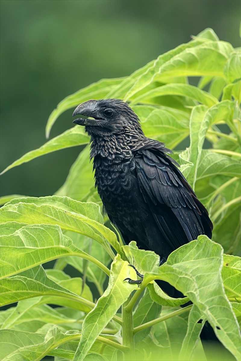 Smooth-billed Ani, Galapagos by David Whited, Image 1.