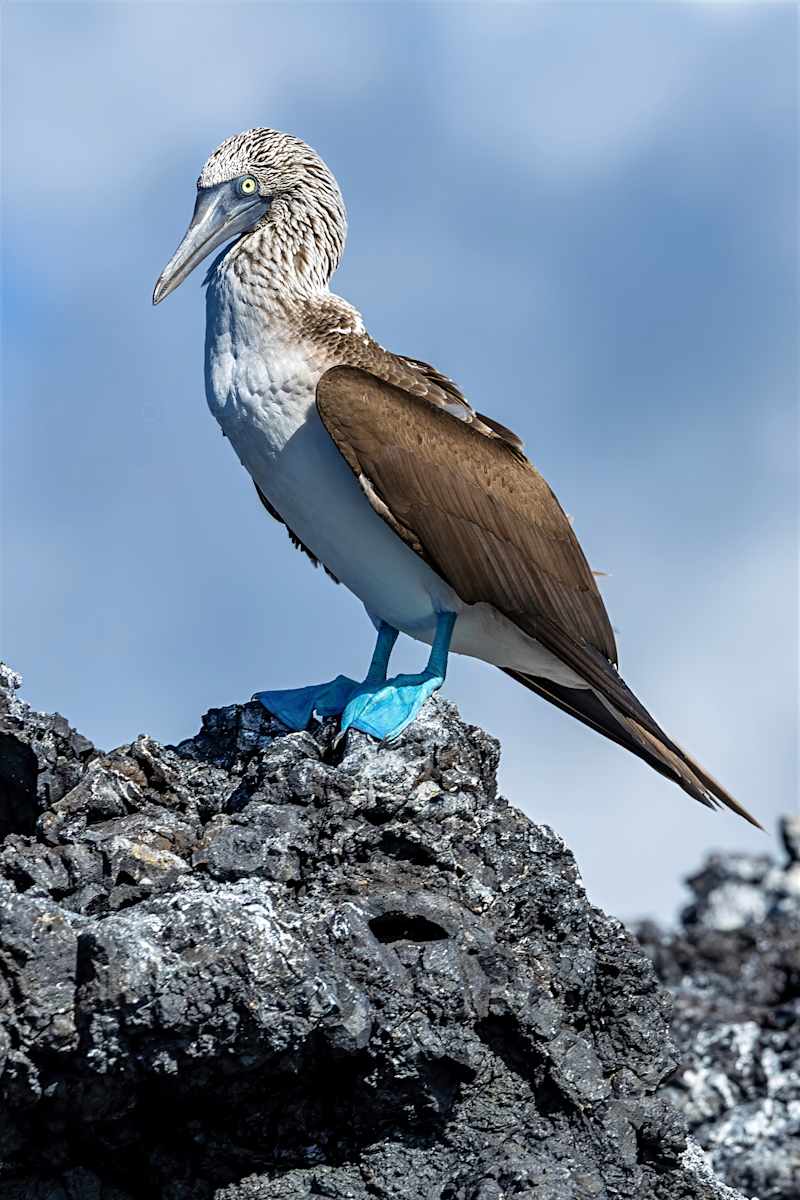 Blue-booby, Galapagos by David Whited, Image 1.