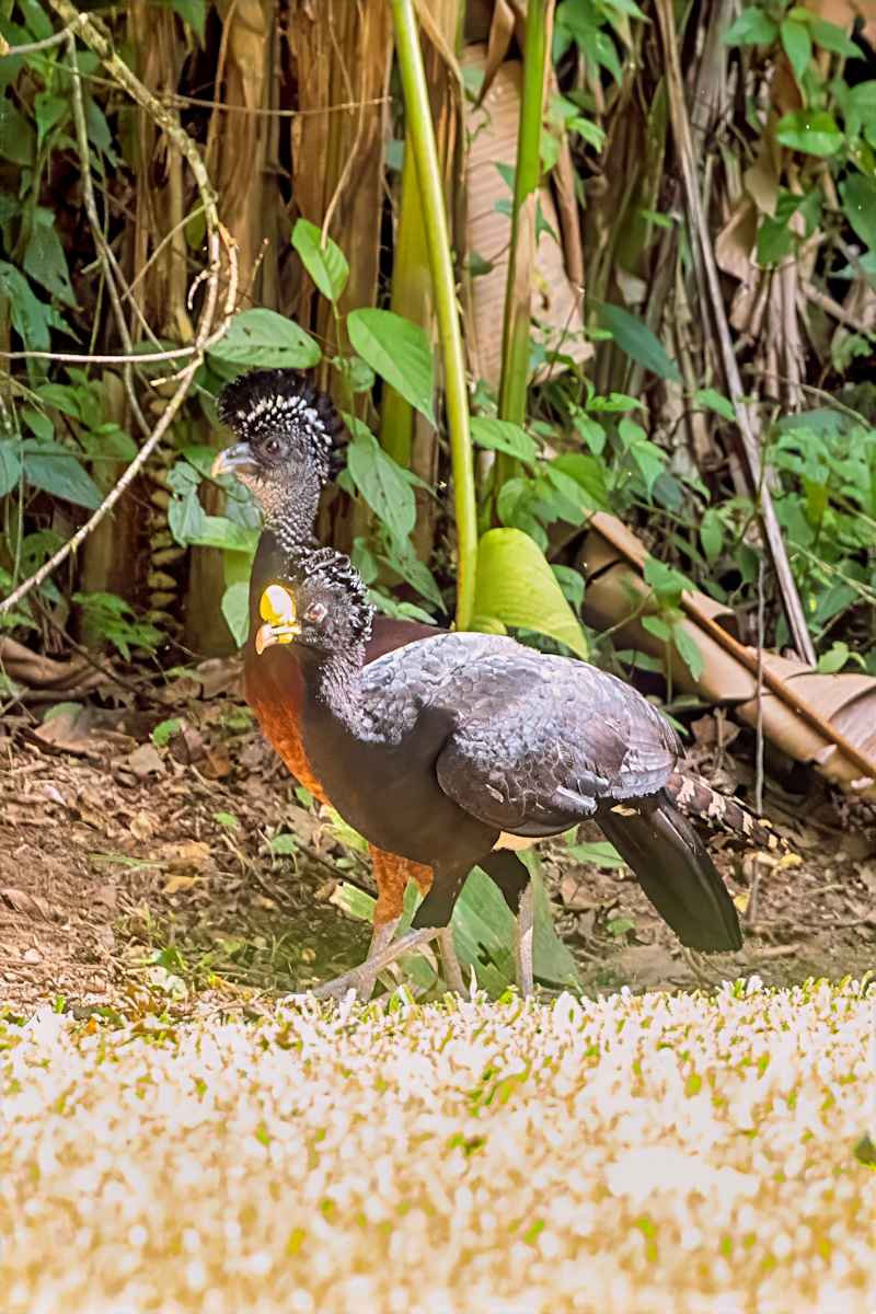 Great Curassow, Male (in front) and female ( in back) Costa Rica by David Whited  Image: Great Curassow, Male (in front) and female ( in back) Costa Rica