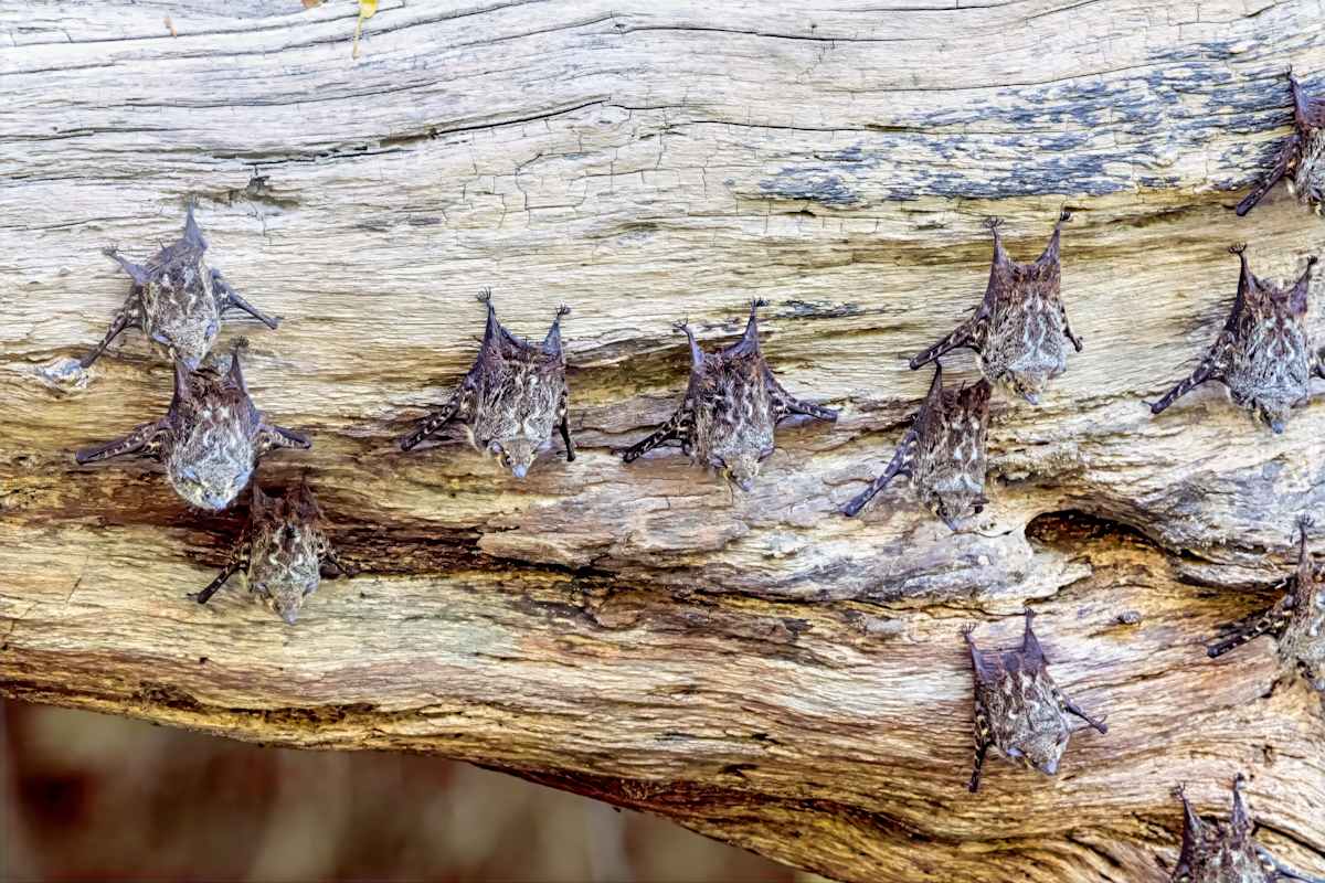 Proboscis bat, Costa Rica by David Whited  Image: Proboscis bat, Costa Rica