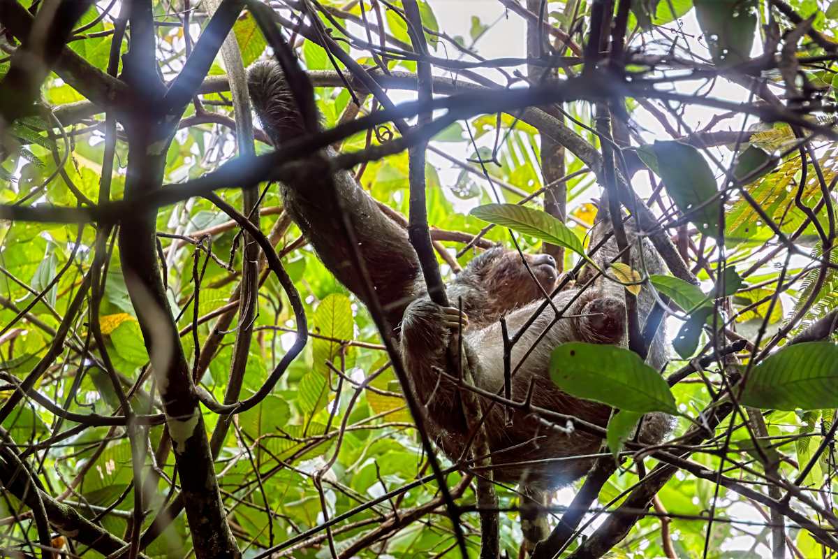 Two-toed sloth, Costa Rica by David Whited 