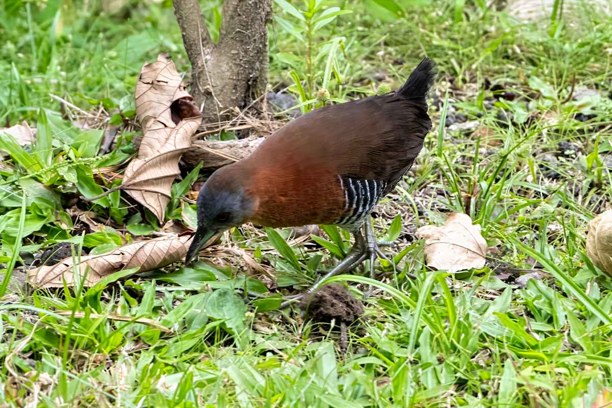White-throated Crake, Costa Rica by David Whited  Image: White-throated Crake, Costa Rica