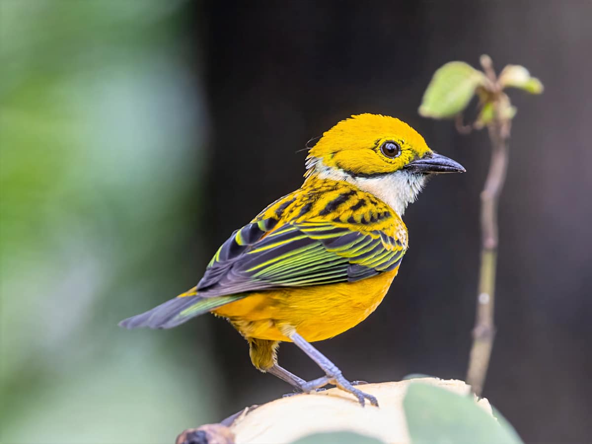 Silver-throated Tanager, Costa Rica by David Whited  Image: Silver-throated Tanager, Costa Rica