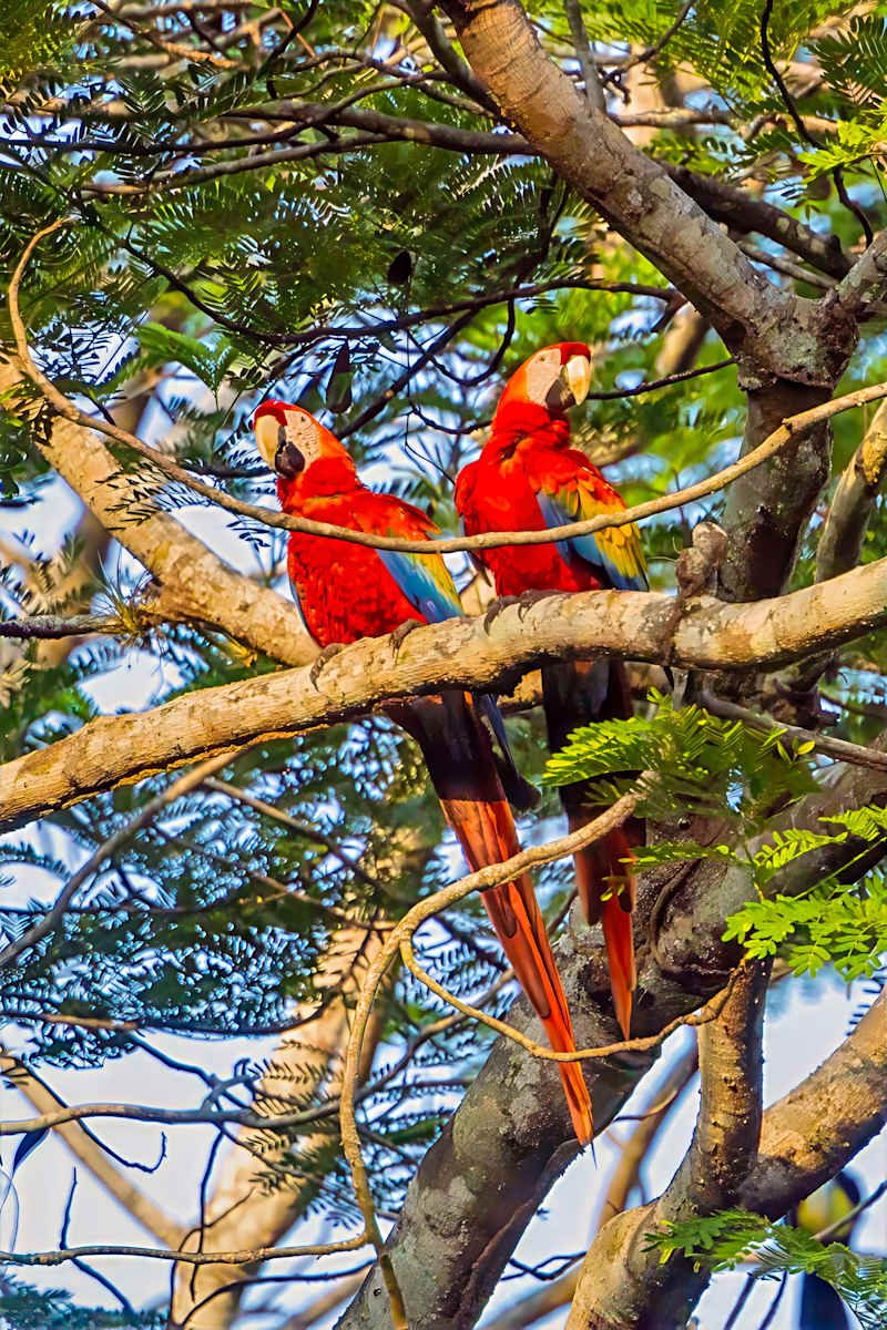 Two Scarlet Macaws, Costa Rica by David Whited  Image: Two Scarlet Macaws, Costa Rica
