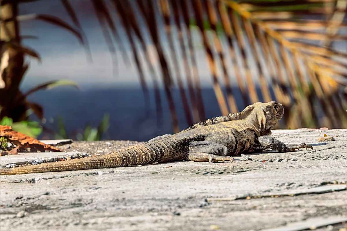 Black spiny-tailed iguana, Costa Rica by David Whited  Image: Black spiny-tailed iguana, Costa Rica
