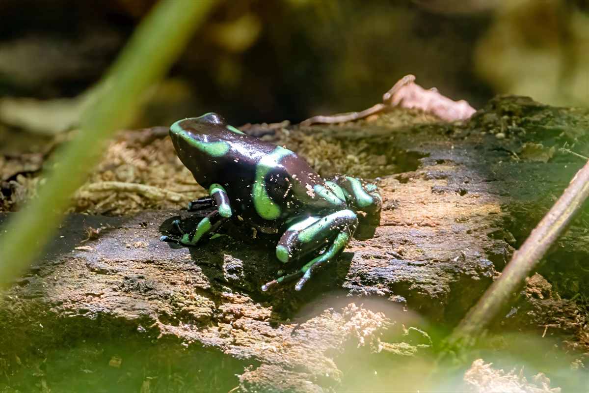 Green-and-black poison dart frog, Costa Rica by David Whited  Image: Green-and-black poison dart frog, Costa Rica