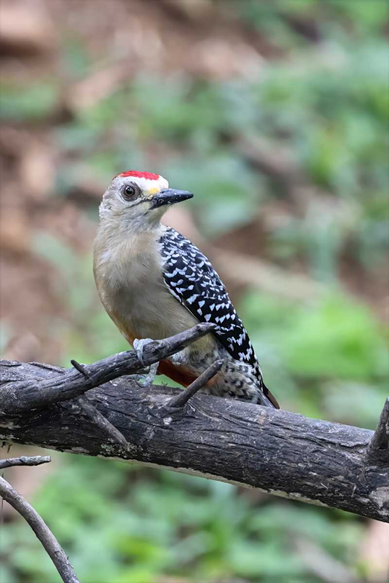 Red-crowned Woodpecker, Costa Rica by David Whited  Image: Red-crowned Woodpecker, Costa Rica