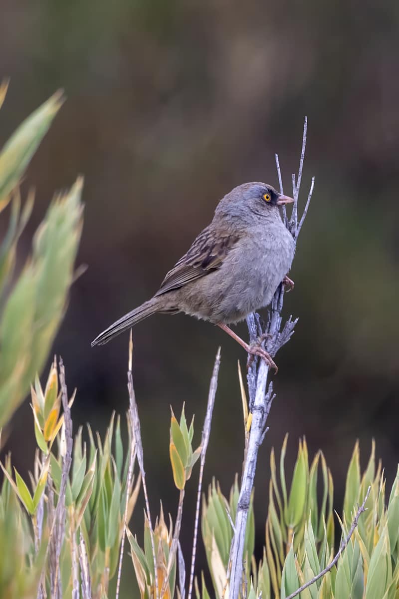 Volcano Junco, Costa Rica by David Whited  Image: Volcano Junco, Costa Rica