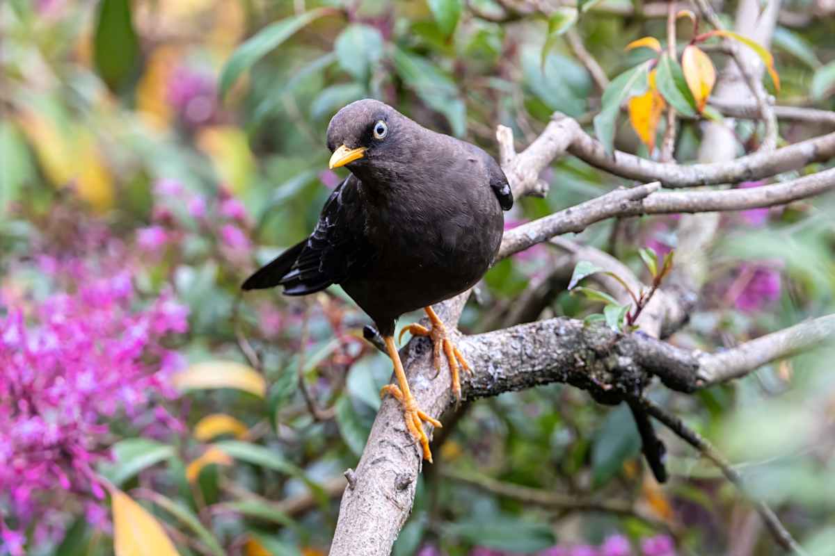 Sooty Thrush, Costa Rica by David Whited  Image: Sooty Thrush, Costa Rica