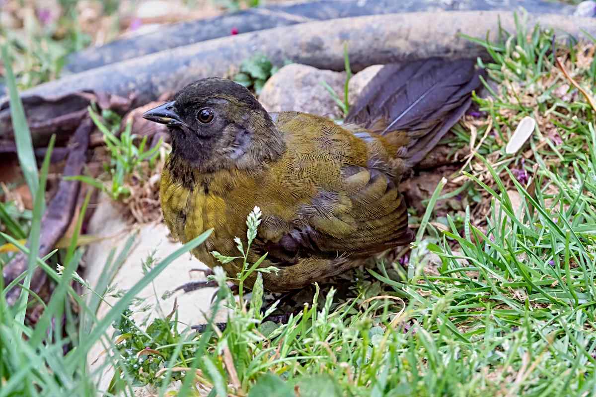 Large-footed Finch, Costa Rica by David Whited  Image: Large-footed Finch, Costa Rica