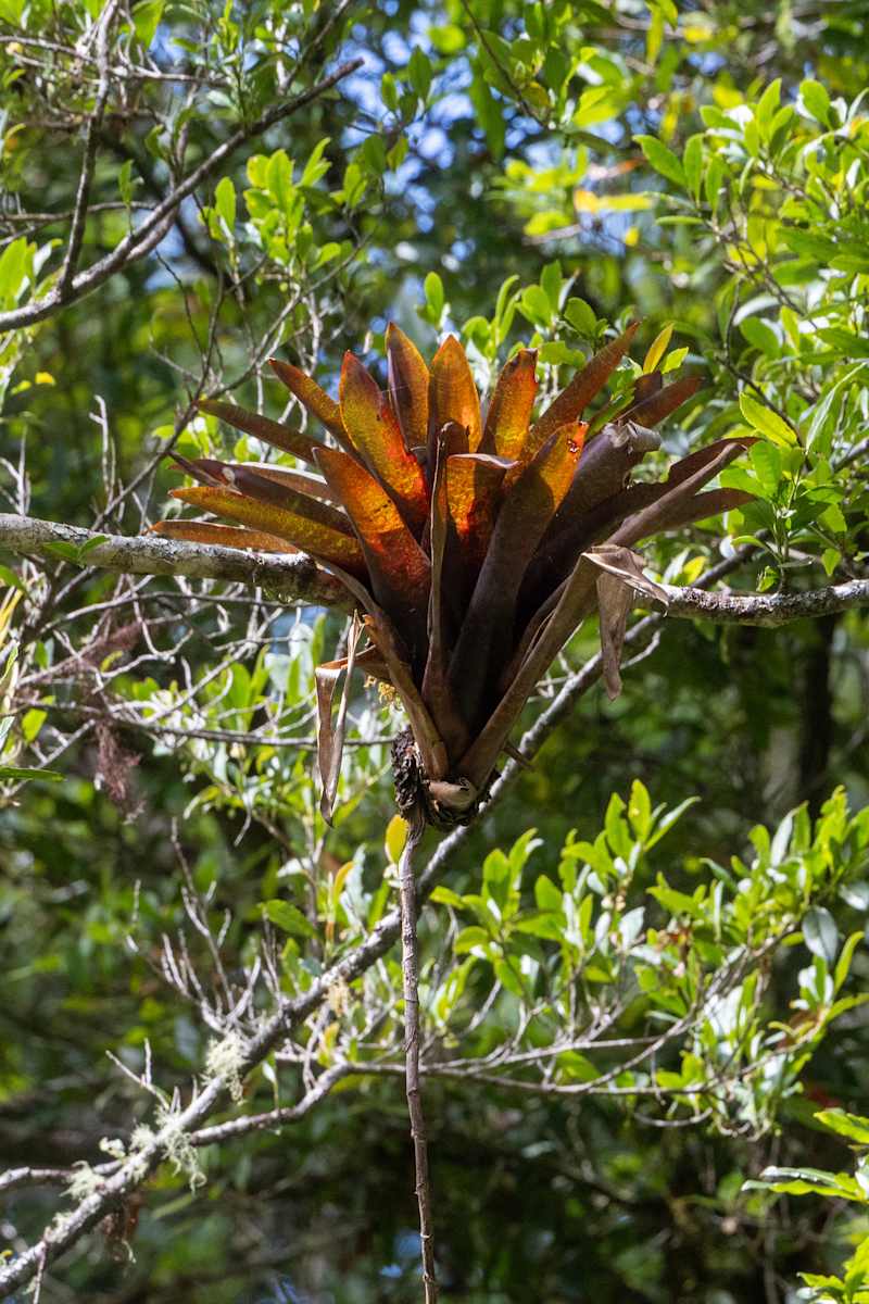 Epiphytic bromeliad plant by David Whited, Image 1.