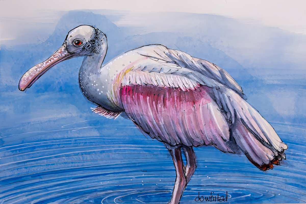 Roseate Spoonbill by David Whited, Image 1.