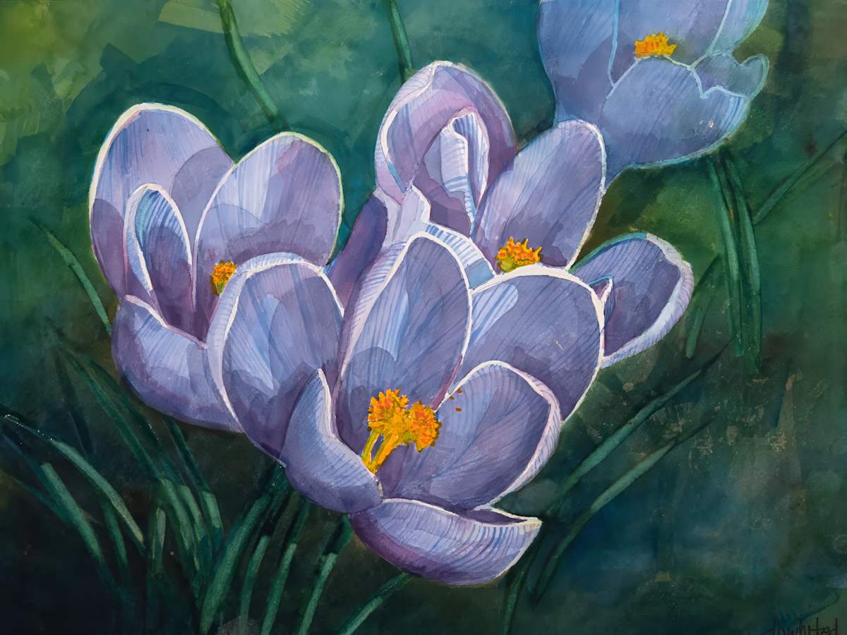 Crocuses in the Spring by David Whited  Image: Crocuses in the Spring