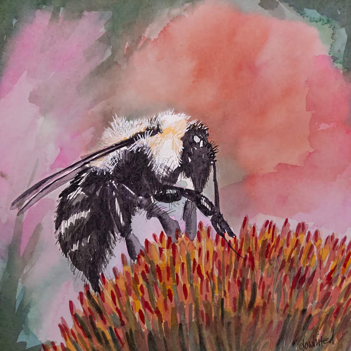 Bumblebee on a cone flower by David Whited  Image: Bumblebee on a cone flower