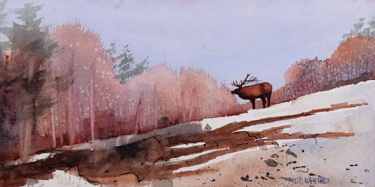 Moose after a winter snow by David Whited  Image: Moose after a winter snow