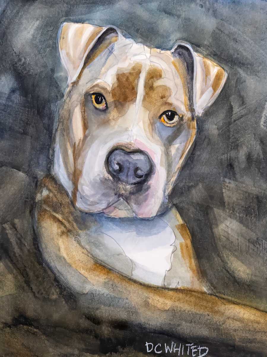 American Pit Bull Terrier by David Whited  Image: American Pit Bull Terrier