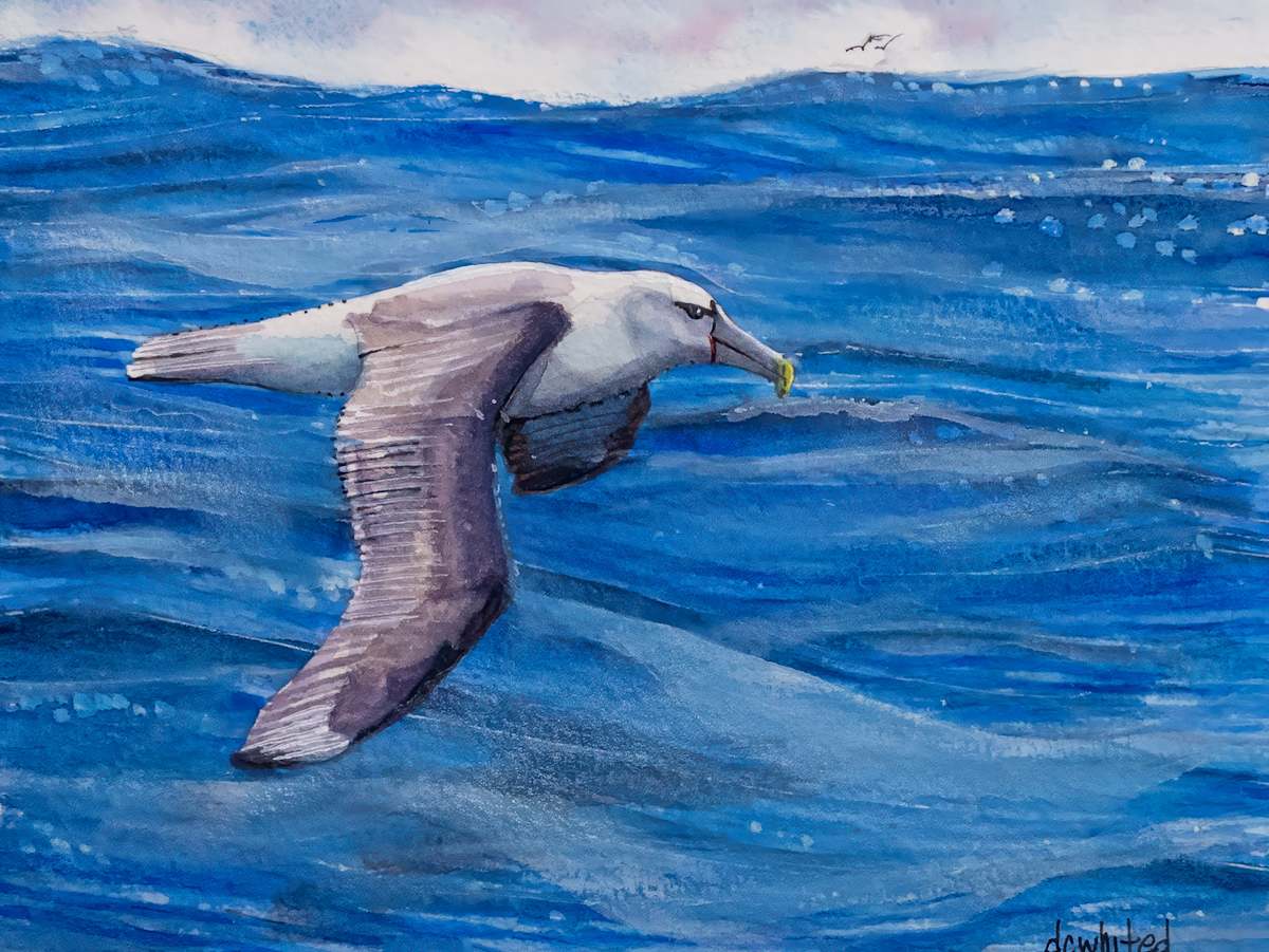 Albatross at Sea by David Whited  Image: Albatross at Sea