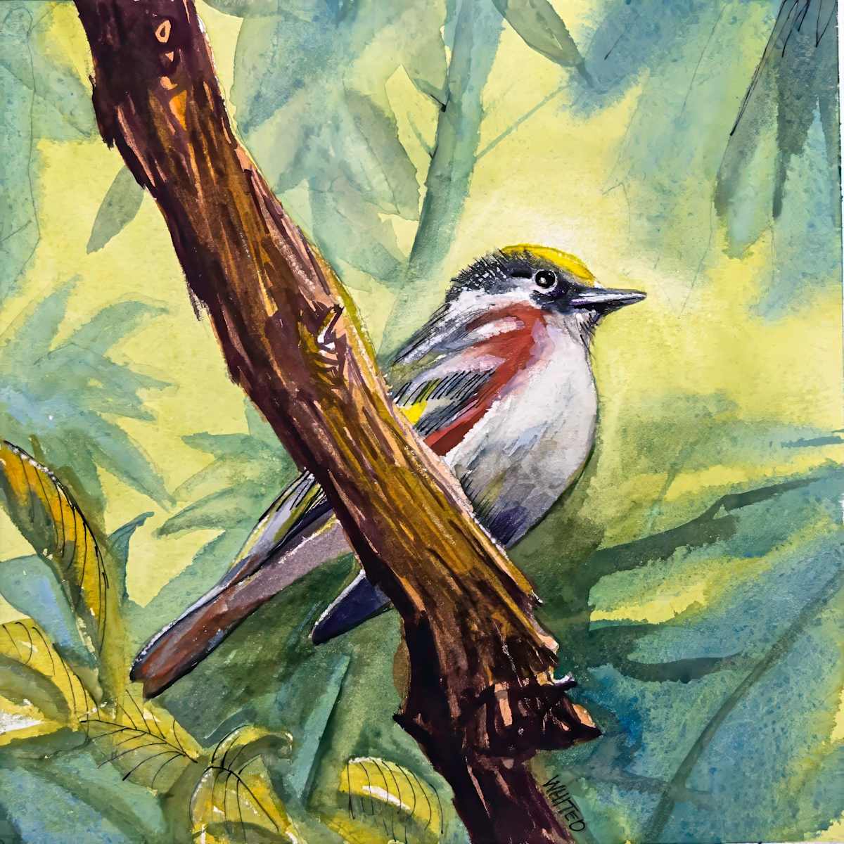 Chestnut-sided Warbler by David Whited, Image 1.
