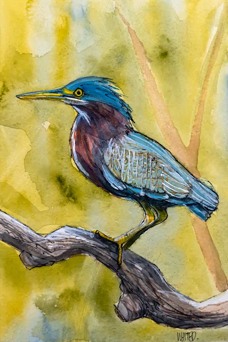 Green Heron by David Whited  Image: Green Heron