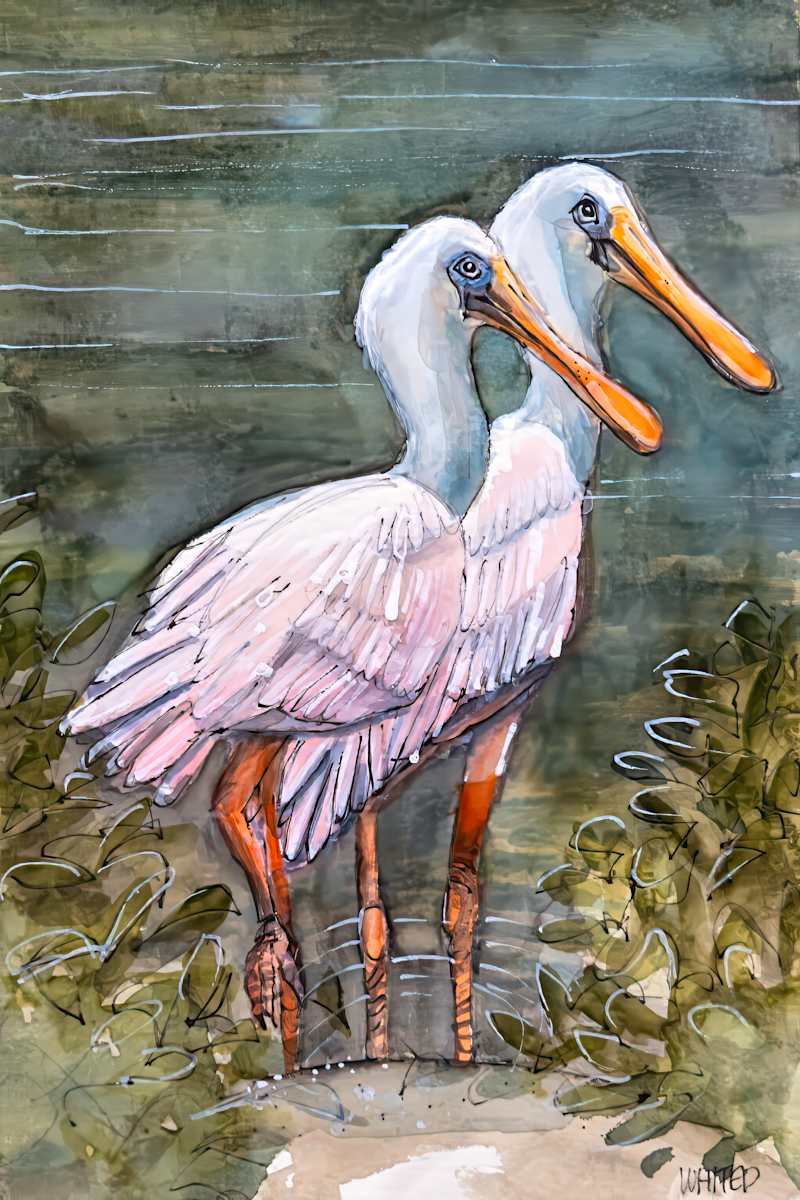 Two Immature Roseate Spoonbills by David Whited  Image: Two Immature Roseate Spoonbills